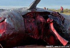 鲸鱼爆炸的原因因为吃的太多身体扛不住？应