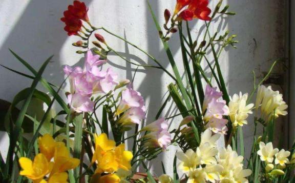 香雪兰的花语是什么？香雪兰如何养殖