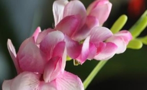 香雪兰不开花的原因是什么?香雪兰如何养护