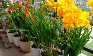 香雪兰不开花的原因是什么?香雪兰如何养护