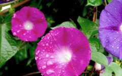 什么是牵牛花呢 ？牵牛花作用呢