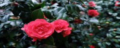花变色的原理