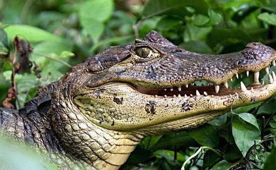 鳄鱼生活在哪里？鳄鱼为什么会流泪
