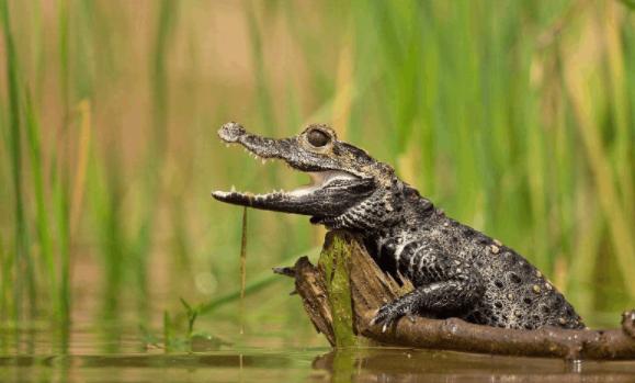 鳄鱼生活在哪里？鳄鱼为什么会流泪