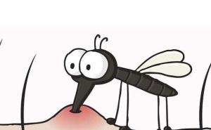 蚊子晚上不睡觉吗?哪些动物特殊睡觉方法