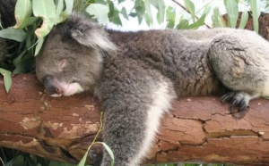 蚊子晚上不睡觉吗?哪些动物特殊睡觉方法