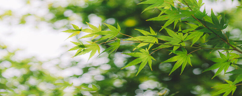 禾本科植物是单子叶吗 禾本科植物是单子叶还是双子叶