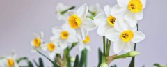 水仙花和郁金香的区别
