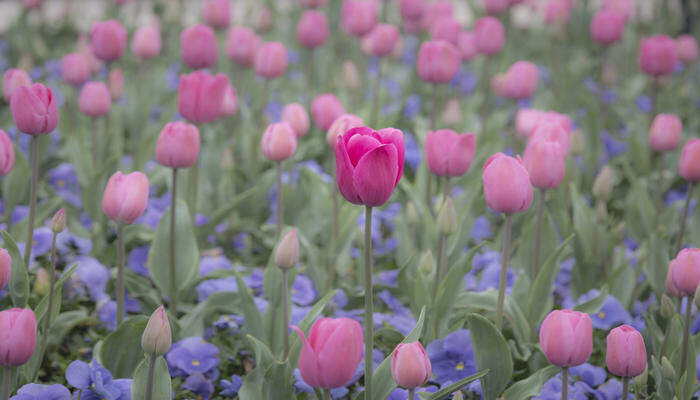 摄图网_500469137_banner_郁金香花海背景壁纸（企业商用）.jpg