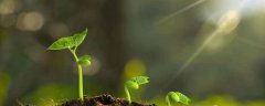 植物的结构特征