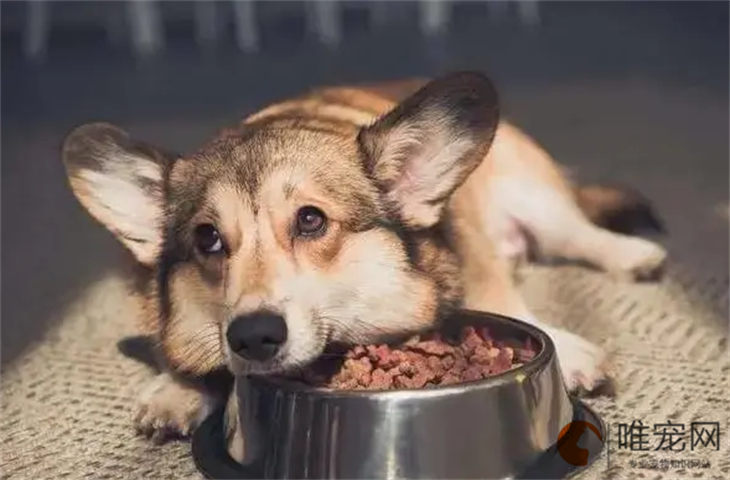 狗维生素哪个牌子好 缺乏维生素的表现有哪些