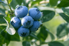 吃蓝莓大便是黑色的正常是真的吗