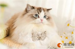 猫用维生素什么牌子好？排名前五的有哪些