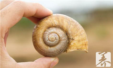 海兔的营养价值及功效