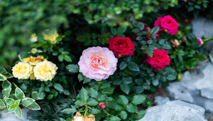 摄图网_501253350_banner_月季花（企业商用）.jpg