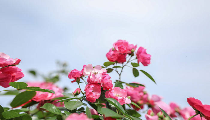 摄图网_501284684_banner_月季花（企业商用）.jpg