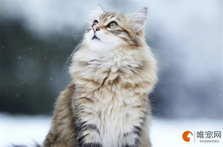 猫咪吃的复合维生素哪个牌子好 可以长期吃吗