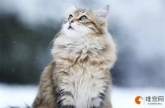 猫咪吃的复合维生素哪个牌子好？可以长期吃吗