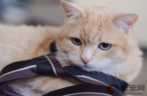 猫咪喂了卵磷脂还用吃鱼油吗 区别有哪些 猫咪喂了卵磷脂还用吃鱼油吗 区别有哪些