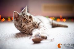 猫吃卵磷脂和鱼油的区别有哪些是智商税吗？