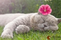 猫咪吃鱼油和卵磷脂哪个好多久喂一次