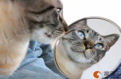 猫咪吃什么鱼油好十大品牌有哪些