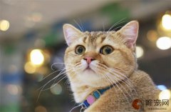 猫咪鱼油 猫咪鱼油十大品牌有哪些