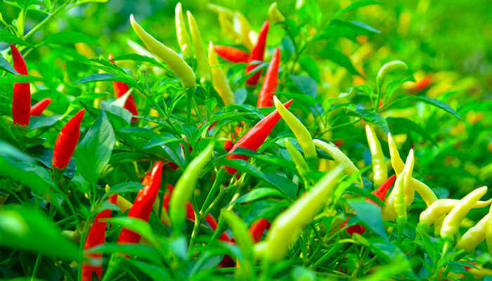 辣椒生长温度是多少最合适 辣椒基本上温度要多少度最好的