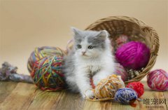 把鱼油放猫粮里猫不吃办