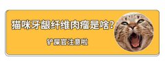 猫牙龈红肿伴有增生怎么办 什么是牙龈纤维肉瘤