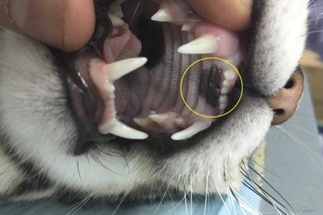 猫牙龈红肿伴有增生怎么办（什么是牙龈纤维肉瘤）(4)