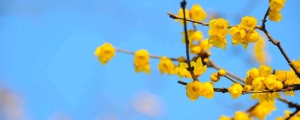 摄图网_500819299_wx_冬季腊梅(企业商用)_副本.jpg 摄图网_500819299_wx_冬季腊梅(企业商用)_副本.jpg