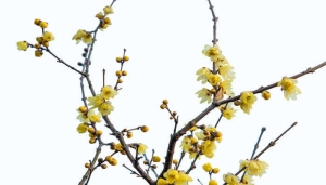 摄图网_500081853_banner_黄色腊梅花(企业商用).jpg 摄图网_500081853_banner_黄色腊梅花(企业商用).jpg