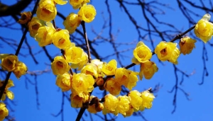 摄图网_501211001_banner_春天花卉蓝天腊梅(企业商用).jpg 摄图网_501211001_banner_春天花卉蓝天腊梅(企业商用).jpg