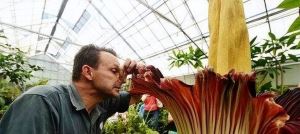 云南“尸香魔芋”开花，腥臭难闻犹如尸臭，却是为了“交配”