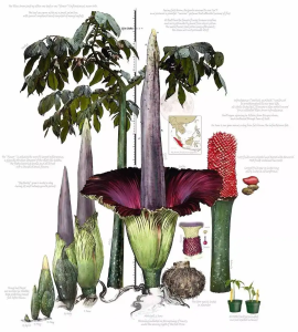 云南“尸香魔芋”开花，腥臭难闻犹如尸臭，却是为了“交配”