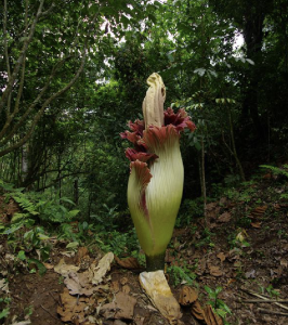 云南“尸香魔芋”开花，腥臭难闻犹如尸臭，却是为了“交配”