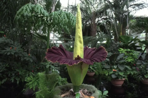 云南“尸香魔芋”开花，腥臭难闻犹如尸臭，却是为了“交配”