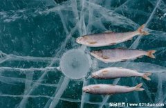  南极出现冰鱼靠皮肤呼吸 零下10℃不会冻死神秘生物