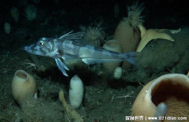 南极出现冰鱼靠皮肤呼吸 零下10℃不会冻死(神秘生物)