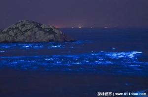  浙江多地出现蓝眼泪奇观 其实是一种赤潮(没有毒素)