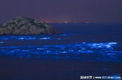  浙江多地出现蓝眼泪奇观 其实是一种赤潮没有毒素