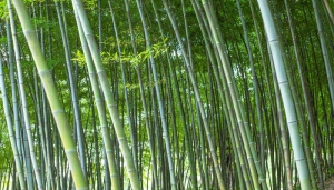 摄图网_500118879_banner_竹子绿色植物背景（企业商用）.jpg