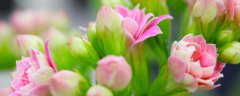 蜡花插花养