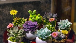 冬季多肉植物怎么养 冬季多肉植物怎么养护