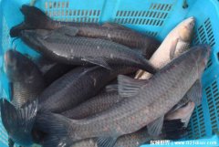 青鱼为何成为了养殖量最少的鱼 养殖成本高草食性鱼类