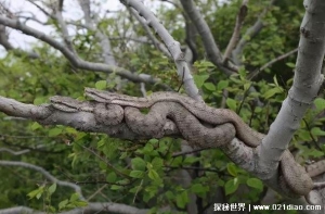  大连蛇岛同种蛇相互厮杀 一平方公里2万条蛇(毒性很强)