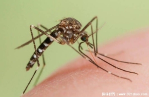 为什么北极圈内有那么多蚊子 保护生态平衡(昼夜温差大)