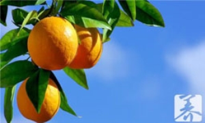 橙子会胖吗