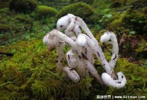 苗族自治县发现罕见植物 水晶兰被称冥界之花(通体洁白)